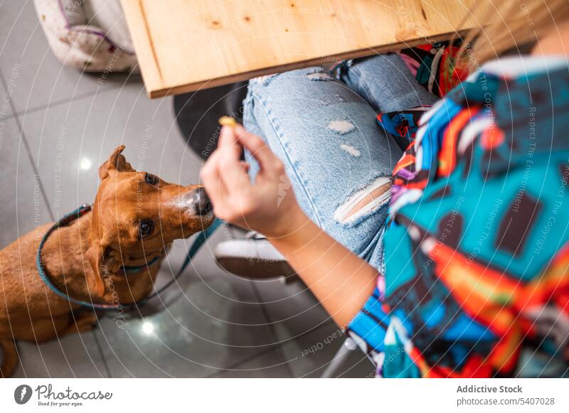 Crop Frau füttert Hund durch Holztisch Futter Restaurant Café essen Lebensmittel Zusammensein lecker Besitzer Tisch Eckzahn geschmackvoll gehorsam Ernährung
