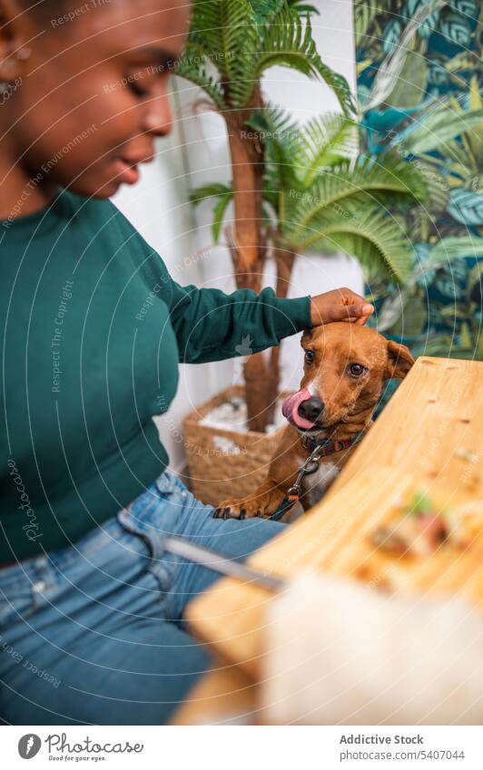 Junge nachdenkliche Frau mit Hund sitzt am Tisch essen Restaurant Café Besitzer Haustier spielen Lebensmittel Zeit verbringen Glück sitzen lässig Freund