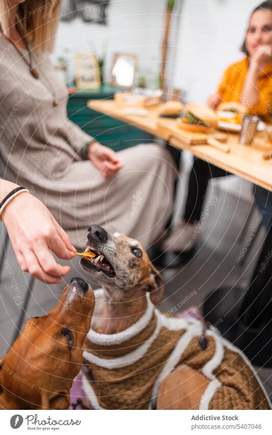 Crop Frau füttert Hund durch Holztisch Futter Restaurant Café essen Freund Lebensmittel Zusammensein lecker Besitzer Tisch Eckzahn geschmackvoll Freundschaft