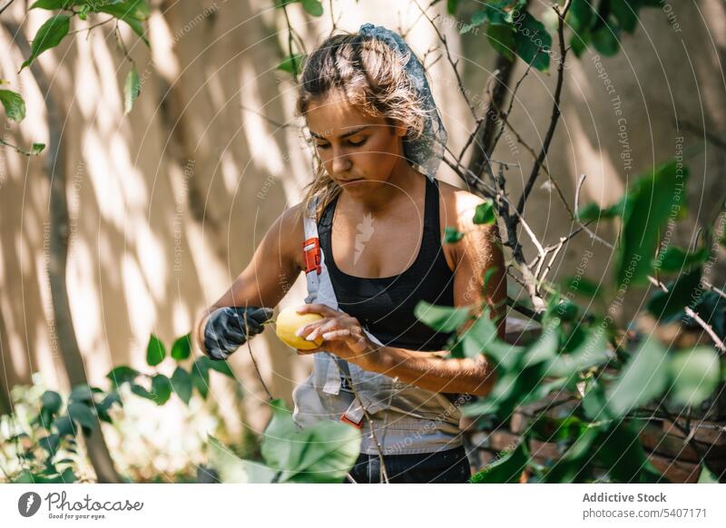 Fokussierte junge Frau, die einen Handschuh trägt und eine Zitronenfrucht in der Hand hält, während sie in der Nähe eines Baumes steht Frucht Konzentration