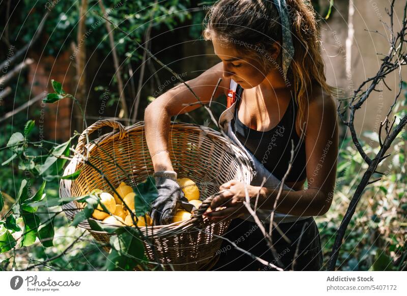 Junge Frau steht in der Nähe von grünen Baum mit Zitronen in Weidenkorb und berührt mit Handschuh Hand Frucht Garten Blatt Ernte Korb reif jung organisch