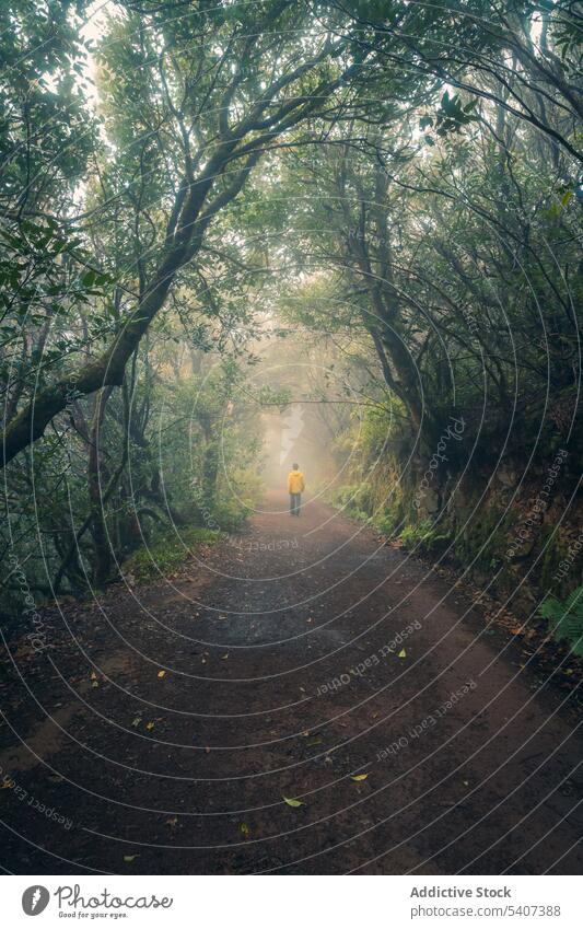 Unbekannter Mann, der tagsüber auf einem nassen Weg im Wald spazieren geht Reisender erkunden Nebel Natur Wälder Ausflug Wanderung reisen Abenteuer Tourismus