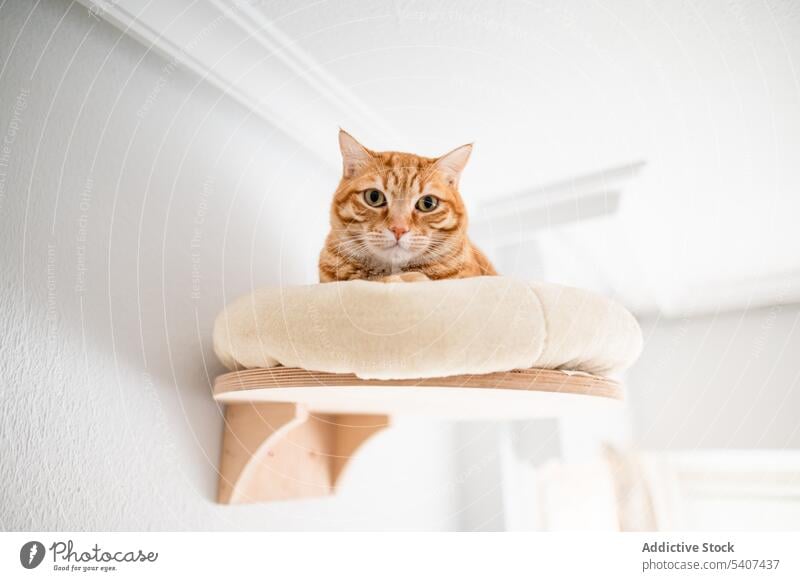 Ingwer-Katze auf dem Bett liegend in einem Holzrahmen an der Wand Dehnung heimwärts Haustier niedlich ruhen sich[Akk] entspannen katzenhaft gemütlich Tier
