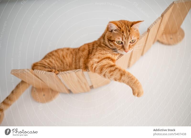 Niedliche Katze sitzt auf hölzernen Wandmöbeln Tabby Ingwer Haustier Lügen ruhen heimwärts heimisch Möbel bezaubernd achtsam sich[Akk] entspannen gemütlich