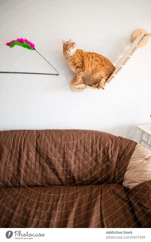 Niedliche Katze, die auf einem hölzernen Wandmöbel steht Tabby Ingwer Haustier Lügen ruhen heimwärts heimisch Möbel bezaubernd achtsam sich[Akk] entspannen
