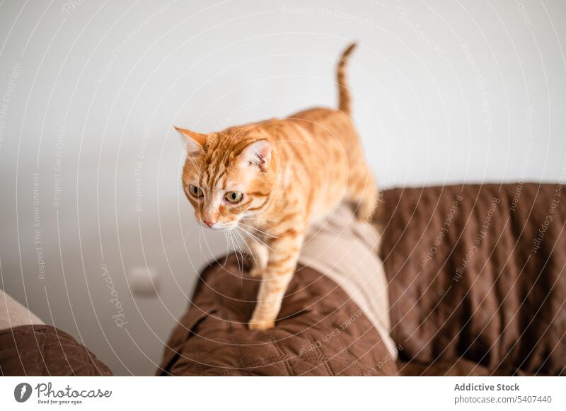 Niedliche bengalische Katze auf dem Sofa Haustier Wohnzimmer Tier katzenhaft Spaziergang bezaubernd Komfort ruhen Ingwer Appartement Säugetier Fussel weich