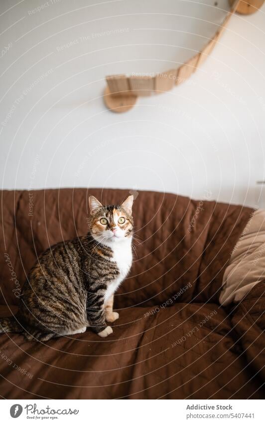 Niedliche dreifarbig getigerte Katze auf dem Sofa Haustier Streifen Wohnzimmer Tier katzenhaft Katzenbaby bezaubernd Komfort ruhen Appartement Säugetier Fussel