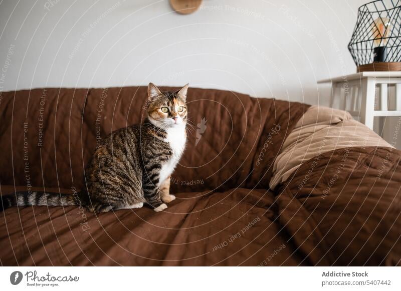 Niedliche dreifarbig getigerte Katze auf dem Sofa Haustier Streifen Wohnzimmer Tier katzenhaft Katzenbaby bezaubernd Komfort ruhen Appartement Säugetier Fussel