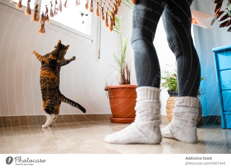 Unerkennbare Frau mit schottischer gerader Katze Haustier katzenhaft Besitzer Person spielen Bein Tier heimwärts niedlich heimisch Freund Stock bezaubernd