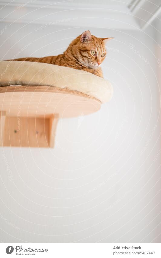 Ingwer-Katze auf dem Bett liegend in einem Holzrahmen an der Wand Dehnung heimwärts Haustier niedlich ruhen sich[Akk] entspannen katzenhaft gemütlich Tier
