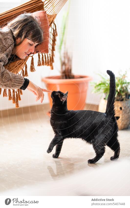 Frau streichelt flauschige schwarze Katze auf dem Boden Lügen Kraulen Haustier ruhen Hängematte Bett heimisch Tier sich[Akk] entspannen Komfort niedlich