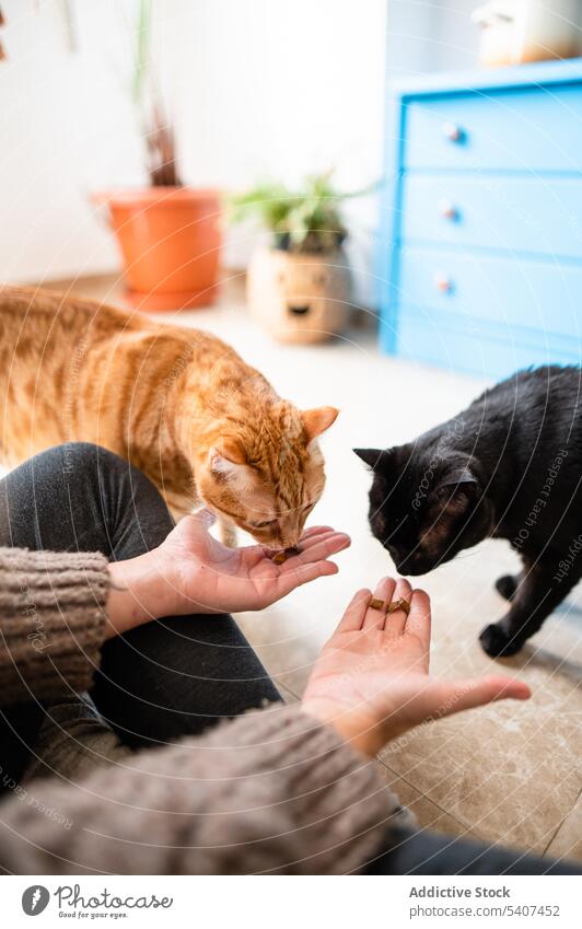 Bezaubernde schwarze und rothaarige Katzen mit Besitzer Haustier Frau Futter Appartement ruhen heimisch essen Tier Säugetier Reinrassig flach Zusammensein