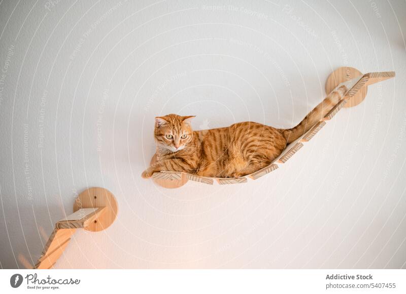 Niedliche Katze sitzt auf hölzernen Wandmöbeln Tabby Ingwer Haustier Lügen ruhen heimwärts heimisch Möbel bezaubernd achtsam sich[Akk] entspannen gemütlich