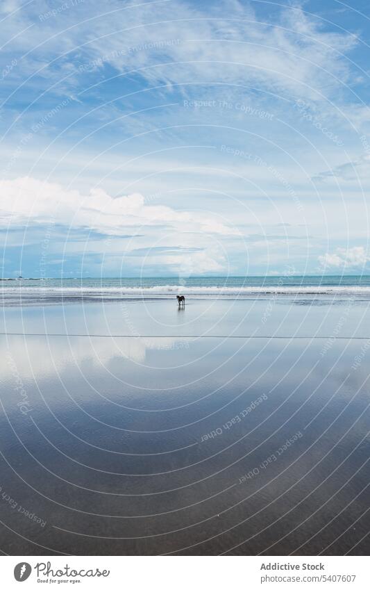 Hundespaziergang auf nassem Sandstrand Tier Haustier laufen winken Strand MEER Küste uvita Puntarenas Costa Rica amerika Atmosphäre natürlich malerisch ruhig
