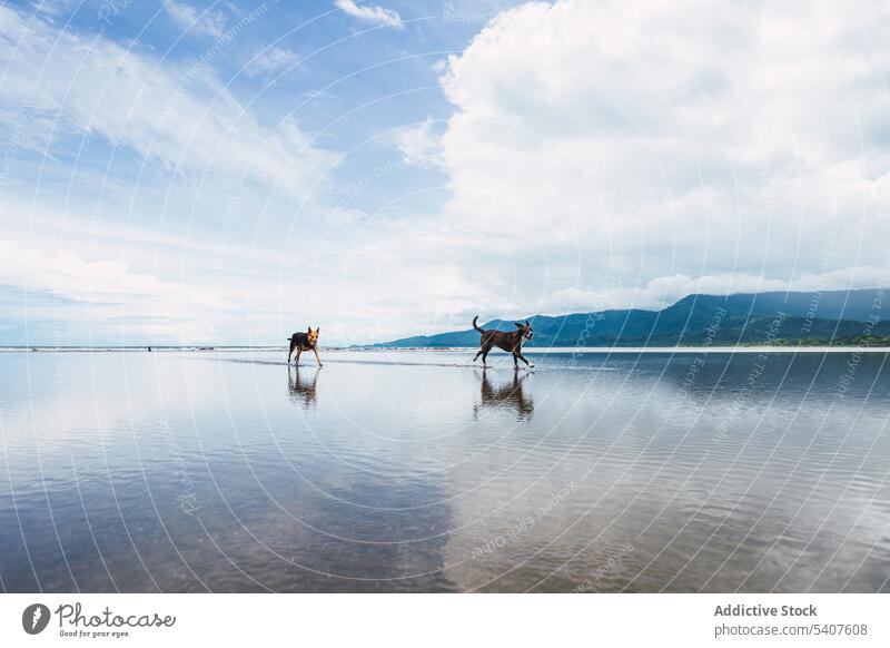 Hunde laufen auf nassem Sandstrand gegen Berge Tier Spaziergang Haustier Eckzahn Strand Berge u. Gebirge MEER Küste uvita Puntarenas Costa Rica amerika