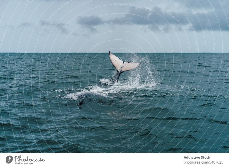 Schwanz eines Wals in welligem Meer in Costa Rica schwimmen Kraft platschen stürmisch Leitwerke marin Rippeln Wasser uvita Puntarenas amerika Tierwelt aqua