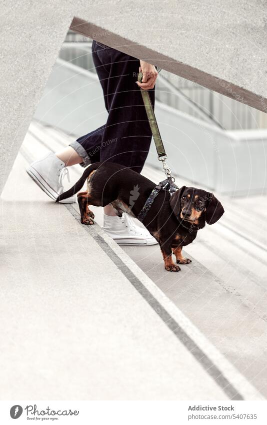 Crop-Besitzer geht mit Hund auf Treppe Frau anleinen Spaziergang Dackel Großstadt Treppenhaus Haustier Straße jung lässig Tier Zusammensein loyal bezaubernd