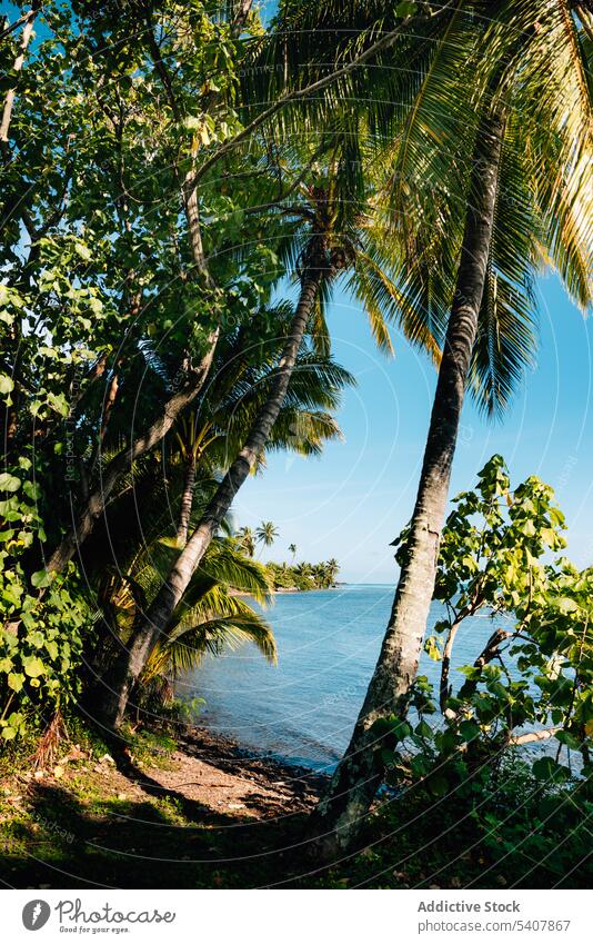 Palmen wachsen am buschigen Strand am blauen Meer Handfläche Baum MEER Insel tropisch malerisch Paradies Ufer Meeresufer Landschaft Küste Wasser Natur Sonne