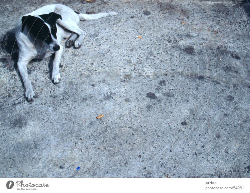 Stray dog Lissabon Asphalt cur mutt stray dog street