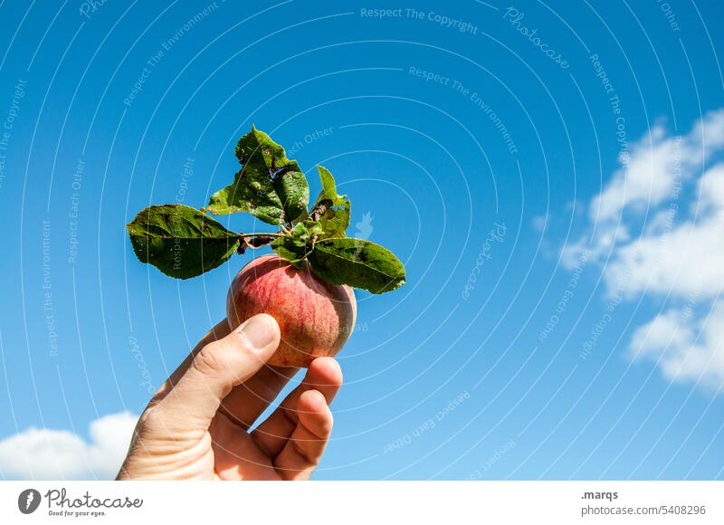 Apfelernte Ernte Hand Frucht Ernährung Gesundheit frisch organisch Natur reif Garten pflücken rot Bioprodukte Lebensmittel gesunde Ernährung roh Veganer