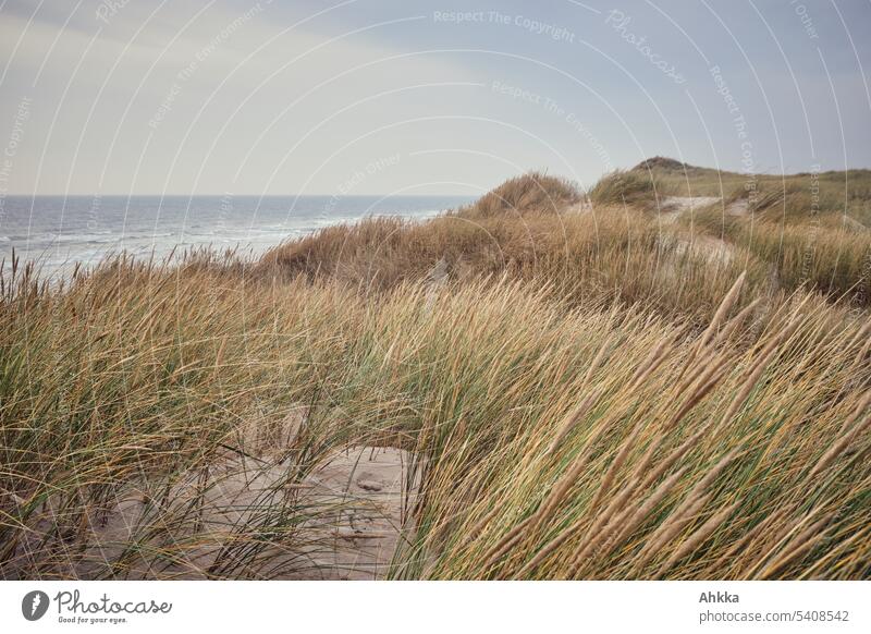 Dünenlandschaft an der Westküste Dänemarks Dünengras Küste Meer Menschenleer Hintergrundbild trüb trostlos wild Wind hügelig Herbst Natur Strand Ruhe Nordsee