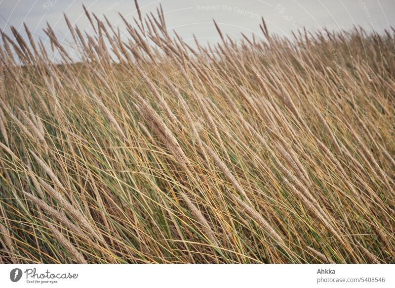 Dünengras im Wind Textur Strukturen & Formen Linien Gras natürlich Hintergrundbild braun Natur Fülle Naturschutzgebiet trist Tristesse trostlos gleich