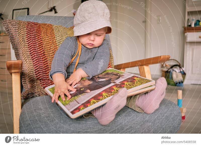 Kleinkind mit Mütze sitzt auf einem Sessel und studiert ein Kinderbuch Buch lesen Interesse lernen Konzentration spannend Bildung Kindheit studieren zu Hause