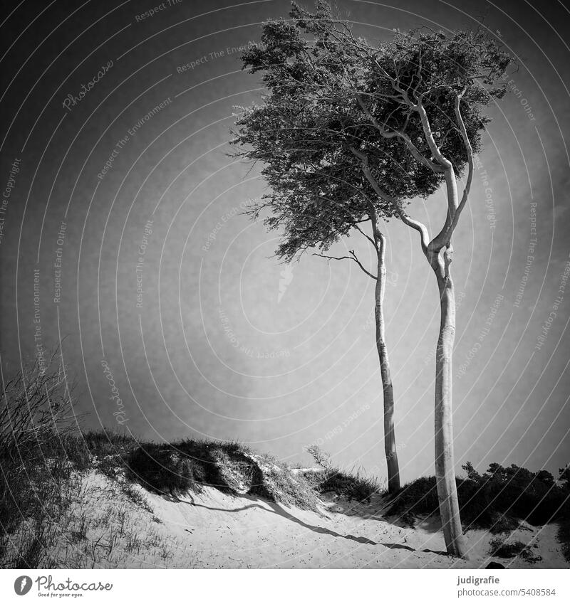 Weststrand Windflüchter Baum Darß Stranddüne Ostsee Küste natürlich wild Landschaft Natur Umwelt Bäume Quadrat Schwarzweißfoto Paar Himmel Fischland-Darß-Zingst
