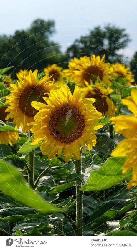 Sonnenblume mit kleiner Hummel - Sonnenblumenfeld Sonnenblumenöl Blüte Blühend Nutzpflanze gelb Sommer Außenaufnahme schön kleine Hummel Futterpflanze Bienen