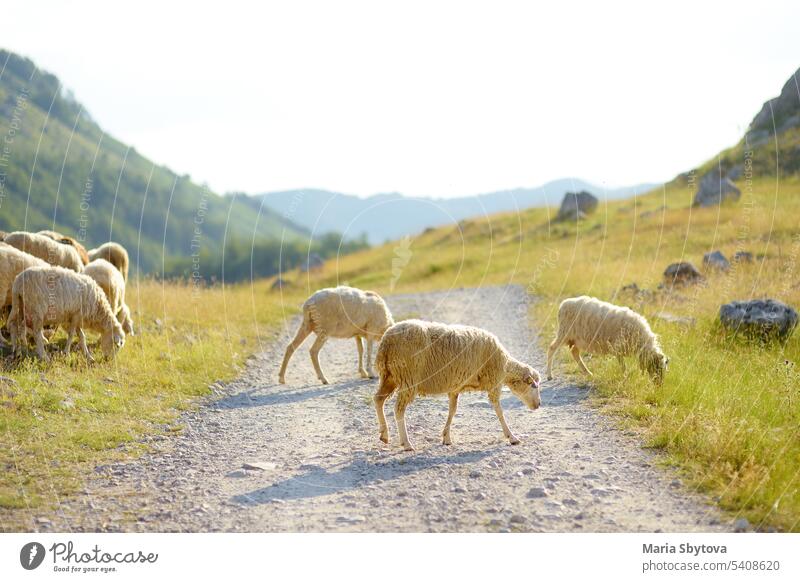 Eine Schafherde mit Ohrmarken grast auf einer Weide in einem Bergtal. Produktion von Wolle und Nahrungsmitteln. Die Viehzucht ist eine traditionelle Richtung der Landwirtschaft.