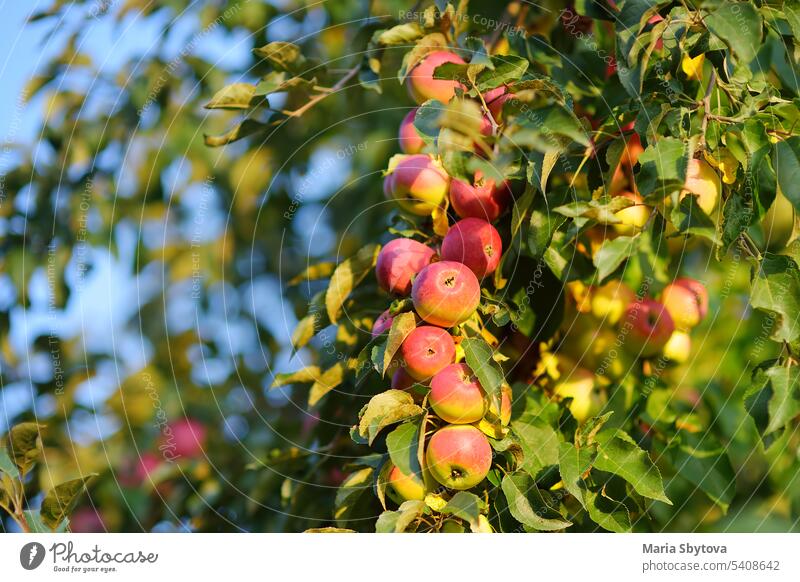 Viele reife rote Äpfel am Baum im Obstgarten. Ernte von Äpfeln im heimischen Garten im Sommer oder Herbst Tag. Früchte zum Verkauf. Apfel Lose sonnig Ernten