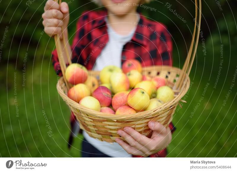 Kleiner Junge pflückt Äpfel im Obstgarten. Kind hält Strohkorb mit Ernte. Ernte im heimischen Garten im Herbst. Obst zum Verkauf. Apfel Bauernhof