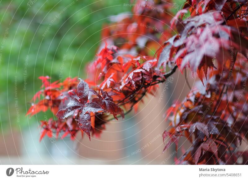 Nahaufnahme der Blätter eines japanischen Ahorns an einem regnerischen Tag in New York, USA Hintergrund Natur Baum Ast Holz New York State Bryantpark Großstadt