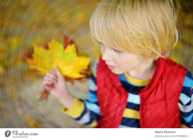 Kleiner Junge hat Spaß bei einem Spaziergang im Wald an einem sonnigen Herbsttag. Kind spielt Ahornblätter. Aktive Familienzeit in der Natur. Wandern mit kleinen Kindern.