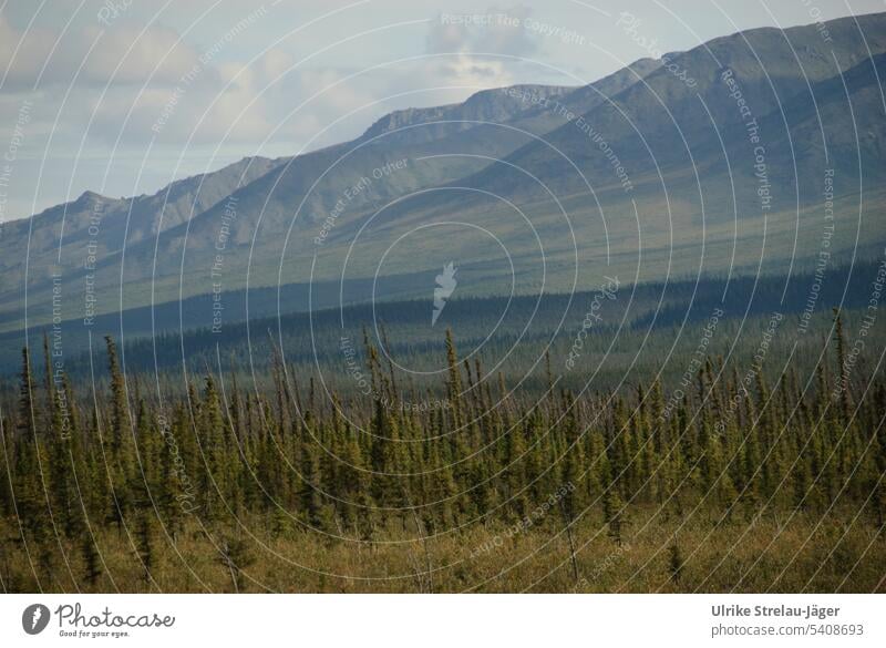 Alaska | arktischer Wald geht in die Berge über Gebirge Übergang übergehen übergehend Berge u. Gebirge Landschaft Ferne Natur Ruhe Einsamkeit friedlich