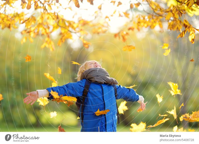 Kleiner Junge hat Spaß bei einem Spaziergang im Wald an einem sonnigen Herbsttag. Kind spielt Ahornblätter. Baby wirft die Blätter hoch. Aktive Familienzeit in der Natur. Wandern mit kleinen Kindern. Blätter rascheln.