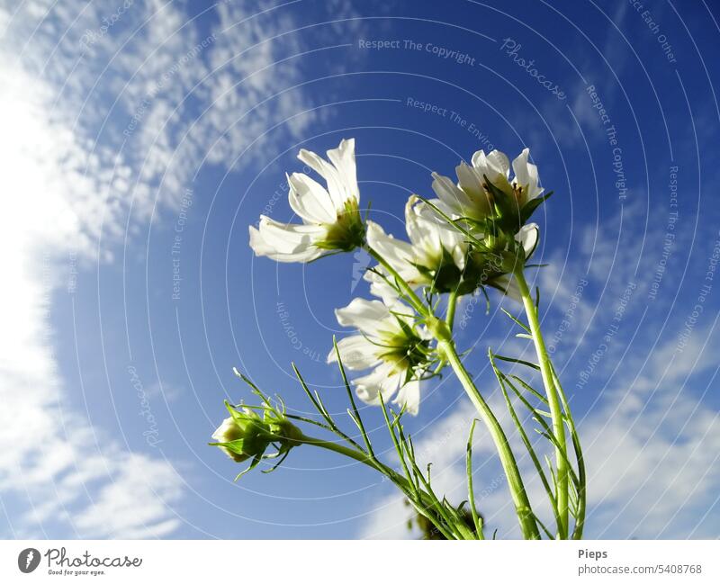 Weiße Cosmeablüten tanken Sommmersonne Schmuckkörbchen weiße blüten Sommerblumen Gartenblumen BLUETEN himmelblau Wolken Sommertag Knospe Zierpflanzen