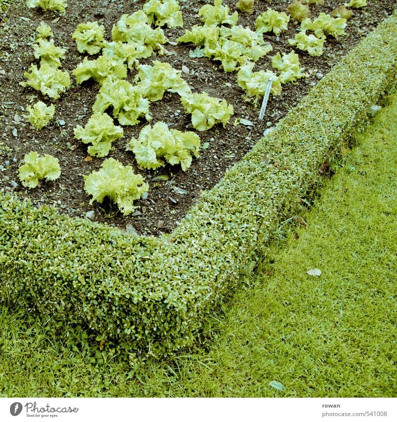 grün Pflanze Grünpflanze Nutzpflanze Garten Gesundheit Salat Gartenarbeit Gärtner Gärtnerei Haken Ernährung Diät Farbfoto Außenaufnahme Textfreiraum rechts