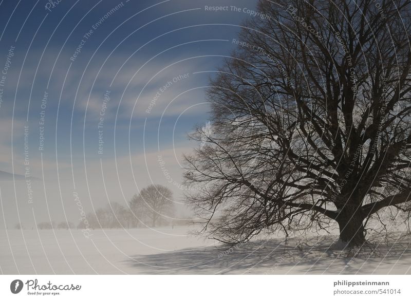 Vernebelte Sinne ruhig Jagd Ausflug Abenteuer Ferne Winter Schnee Natur Landschaft Himmel Nachthimmel Nebel Baum Wiese Wald träumen Erholung Freizeit & Hobby
