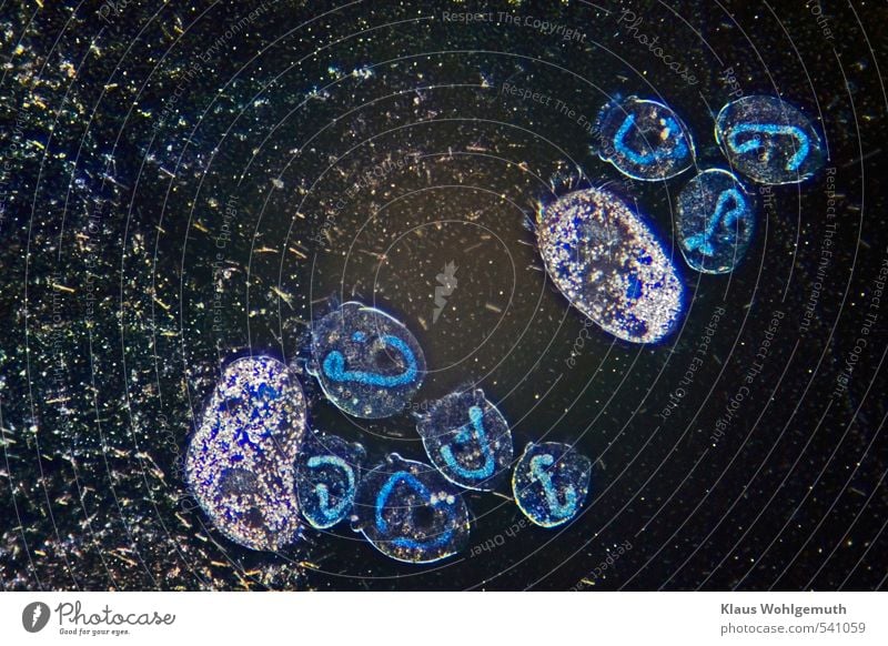 E B O L A ? Umwelt Natur Tier Wassertropfen Teich Wimperntier Glockentierchen Mikrobe Tiergruppe Schwarm blau grau schwarz weiß Körperzelle Zellkern Vakuole