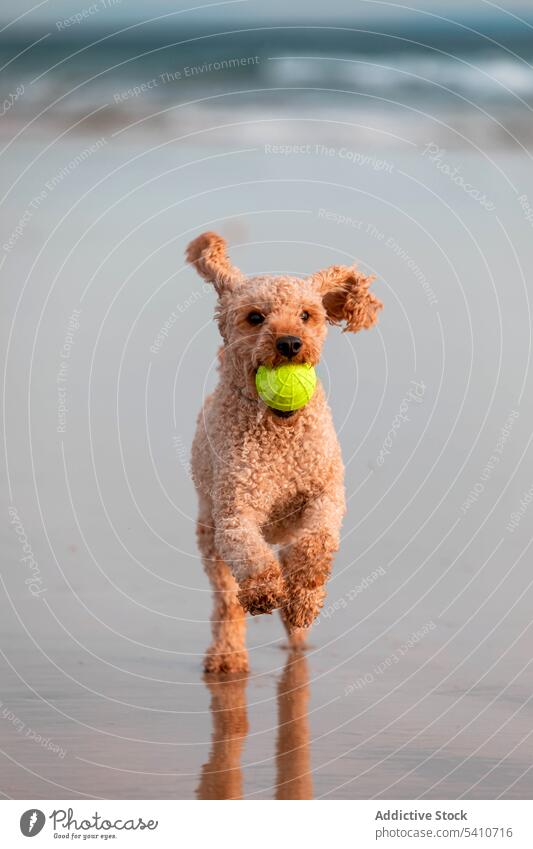 Süßer Pudel läuft auf nassem Sandstrand mit Tennisball im Maul Hund Strand laufen Ball spielen Haustier MEER Tier Reflexion & Spiegelung Eckzahn Reinrassig