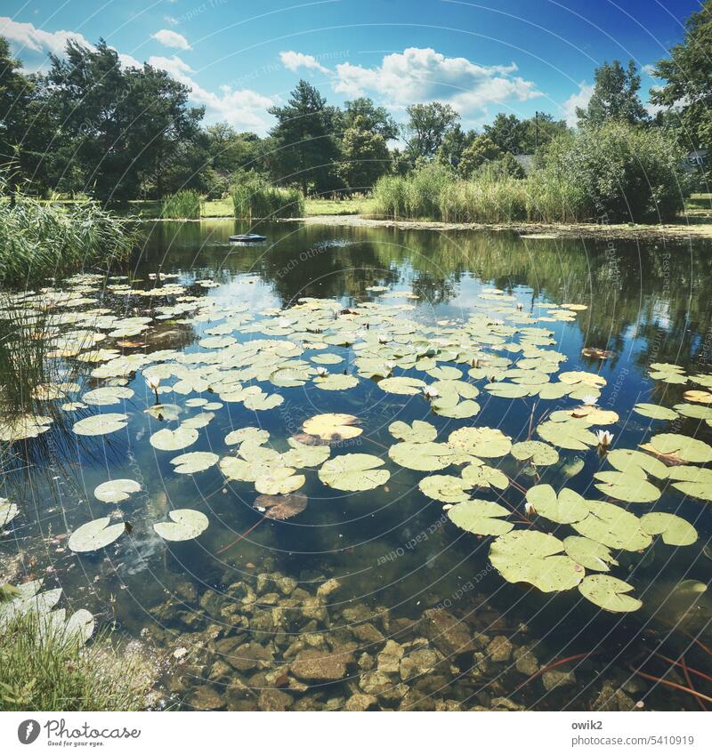 Naturwunder Teich See Seerosenblätter verteilt Wasserpflanze Menschenleer Pflanze friedlich Idylle Blätter schwimmen schweben Wasseroberfläche Außenaufnahme