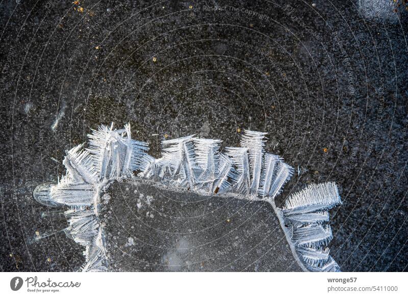 Launen der Natur | Eiskristalle Thementag Eisgebilde Raureif Frost Kälte Winter kalt gefroren frostig Außenaufnahme Menschenleer Nahaufnahme Farbfoto Wintertag