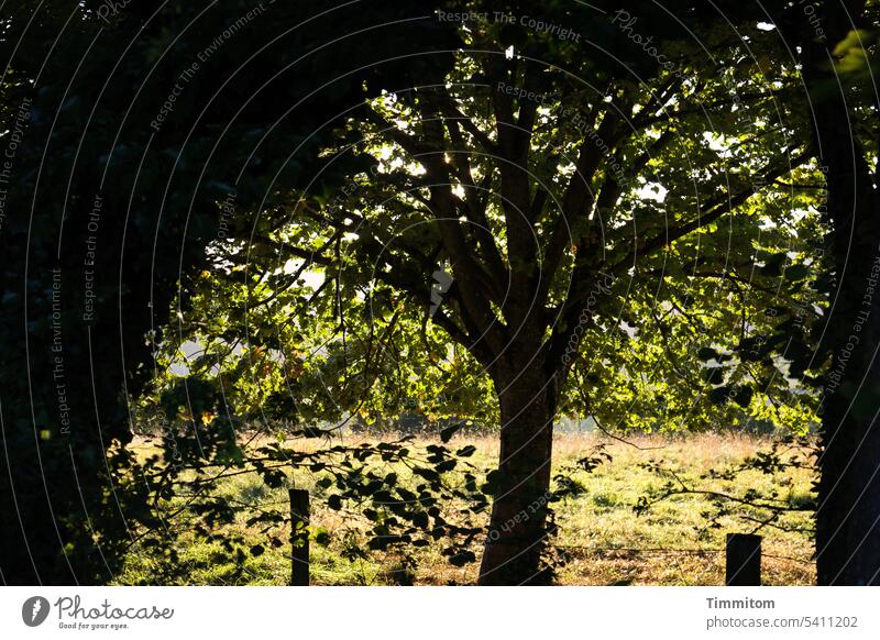 Warmer Sommertag im Schatten der Bäume Wärme Sonnenlicht Zweige u. Äste Laubwerk Wiese Gras Natur Außenaufnahme Menschenleer Farbfoto Bourgogne Frankreich