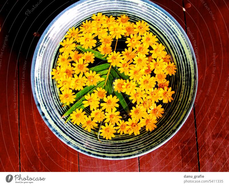 Gelbe Blüten in Schüssel mit Wasser gelbe Blüten schüssel mit blumen Duftwasser Kosmetik Wellness Meditation aromatisch Vogelperspektive duftende Blüten Bali