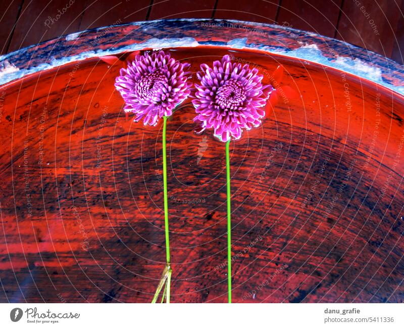 Violette Blütenschwimmend in roter Schüssel mit Wasser violette Blumen duftende Blüten Meditation Wellness Duftwasser aromatisch Kosmetik natürlich
