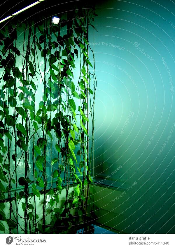 Grüne Hängepflanze vor mattierter, blauer Glasscheibe hängepflanze grün Fensterscheibe Scheibe Menschenleer Farbfoto matte glasscheibe Pflanze
