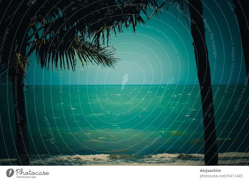 Urlaub pur .Palmen,  Strand ,Sonne und warmes Wasser. Palmenstrand Sommer Außenaufnahme Natur exotisch Himmel Farbfoto Schönes Wetter Sonnenlicht Tag Meer Küste
