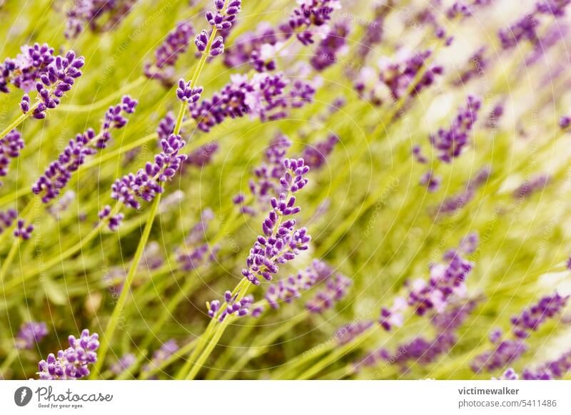 Lavendelfeld Detail Blume purpur Kraut Natur Feld Ackerbau Kräuterbuch Pflanze Garten Landschaft Aromatherapie Hintergrund Überstrahlung ländlich geblümt