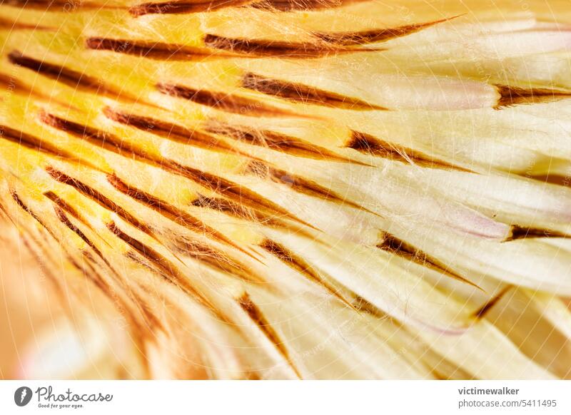 Abstrakte gelbe Kaktusblüte Blume Pflanze abstrakt Natur Hintergrund Textfreiraum sukkulente Pflanze voller Rahmen Flora geblümt Nahaufnahme Blumenmuster